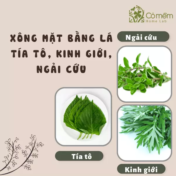  làm đẹp da mặt bằng lá tía tô