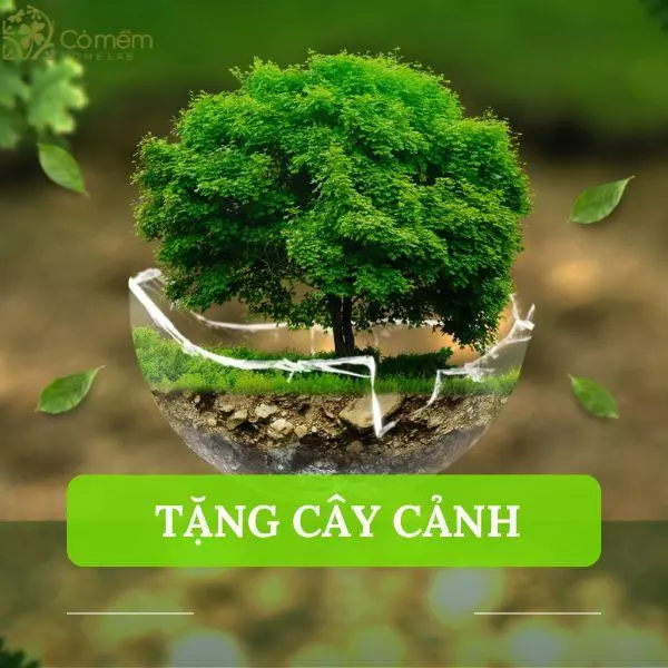 quà tặng cây cảnh cho mẹ