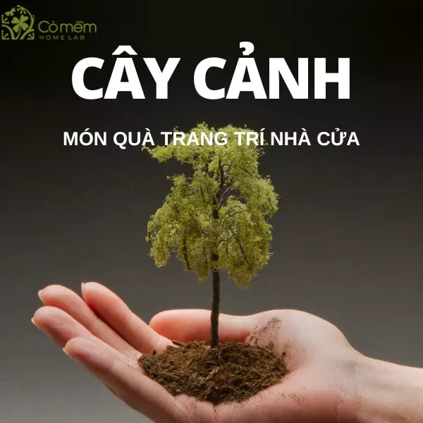 mua gì tặng mẹ chồng