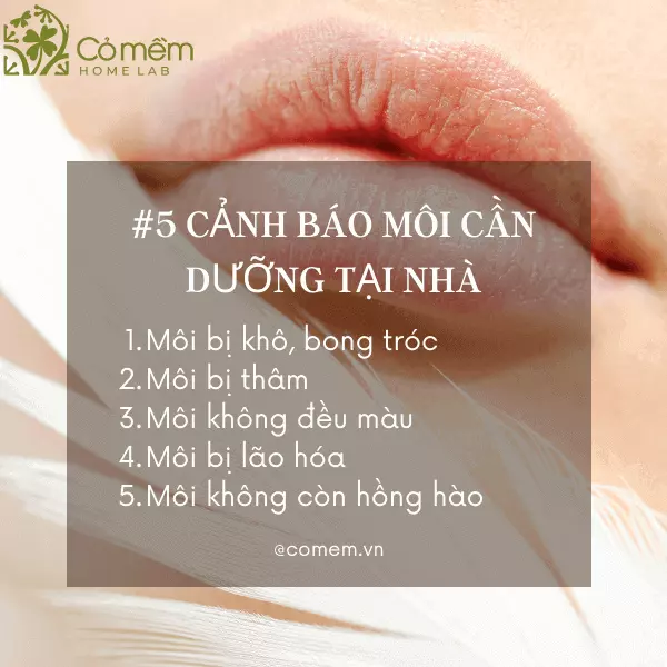 dưỡng môi tại nhà