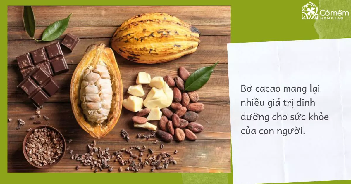 bơ cacao