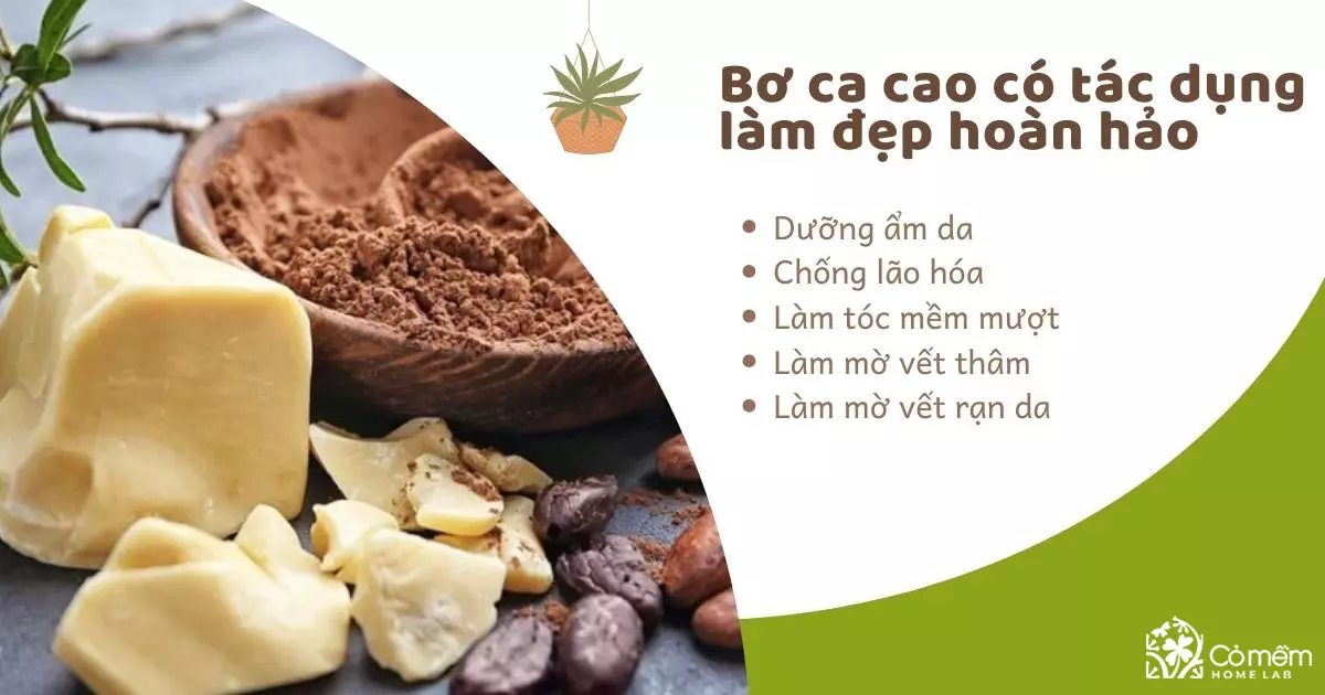 bơ cacao