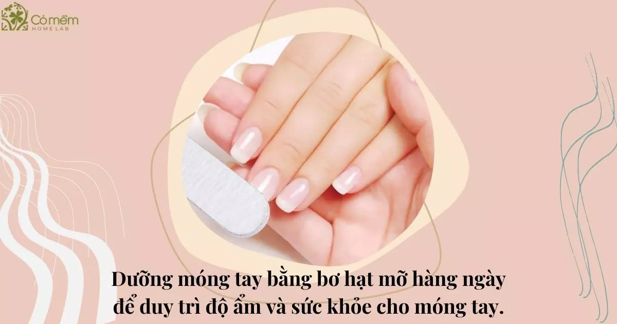 bơ hạt mỡ