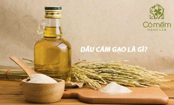 dầu cám gạo