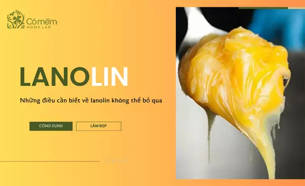 Lanolin là gì? Những điều cần biết về lanolin không thể bỏ qua