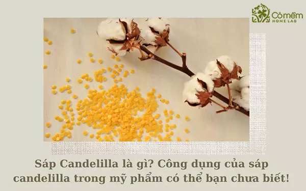 Sáp candelilla là gì? Công dụng của sáp candelilla trong mỹ phẩm